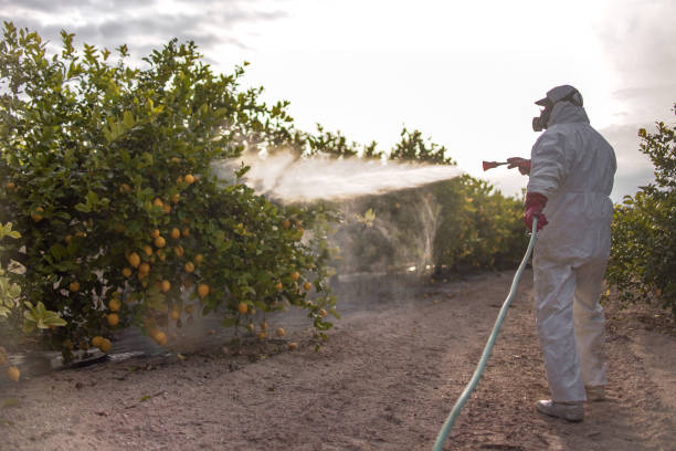 Best Local Pest Control Services  in Eagle Crest, OR