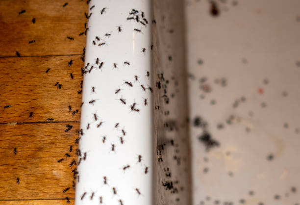 Best Wasp Removal Services  in Eagle Crest, OR